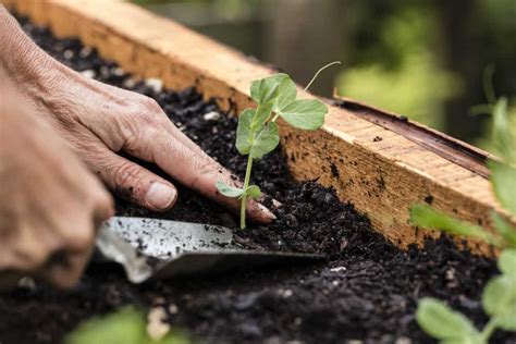 How to Plant Snow Peas in Your Garden (Tricks to Care!)