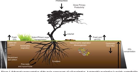 [PDF] Soil respiration in Mexico: Advances and future directions. | Semantic Scholar