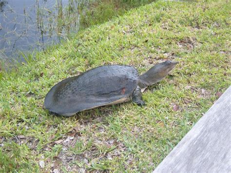 Florida Softshell Turtle Facts, Habitat, Diet, Life Cycle, Baby, Pictures