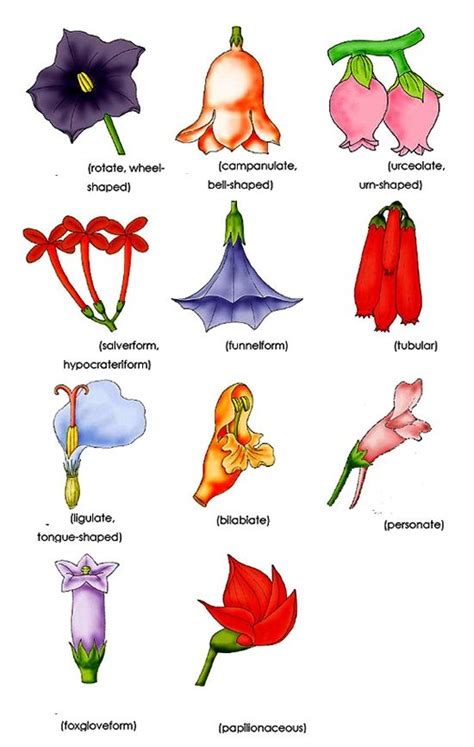 biologymorphology-of-flowering-plantsflower_11.jpg (550×867) | Types of ...