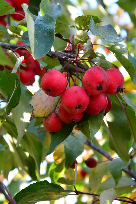 Radiant Crabapple • Kiwi Nurseries Ltd