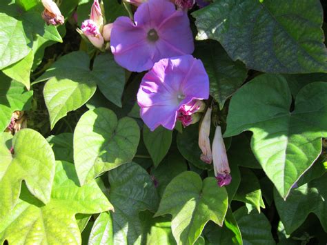 Ipomoea indica - Sloat Garden Center