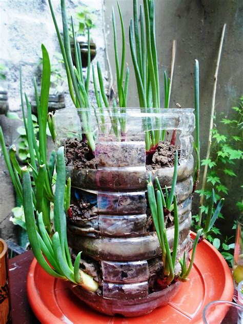 Onion growing indoors | Mini garden, Growing onions, Growing indoors