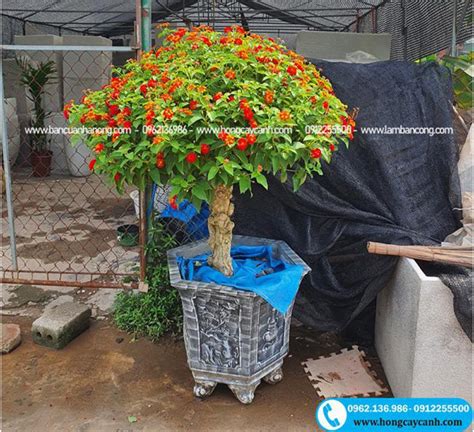 Bán Cây Hoa Ngũ Sắc Bonsai Đẹp - Độc -Lạ