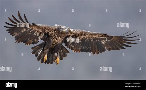 Bald Eagle Portrait Stock Photo - Alamy