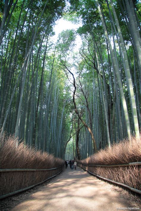 Arashiyama Bamboo Grove - The Sagano Bamboo Forest in Kyoto