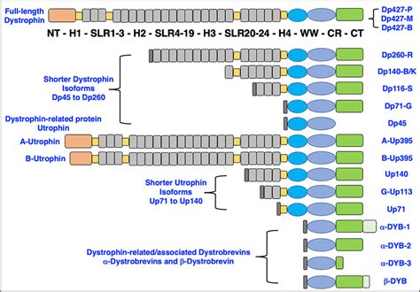 Domain structure of full-length dystrophin, shorter dystrophin isoforms... | Download Scientific ...