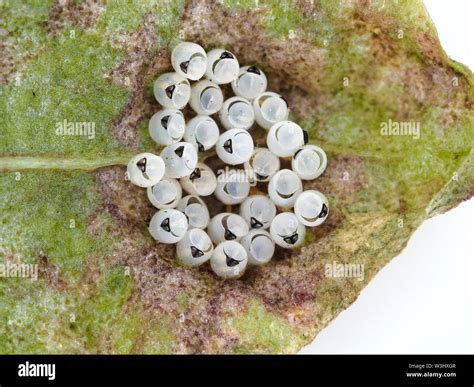 Hatched insect eggs hi-res stock photography and images - Alamy