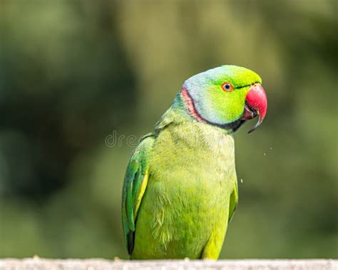 A Rose Ring Parakeet Portrait Stock Image - Image of southern, parakeet: 254576617