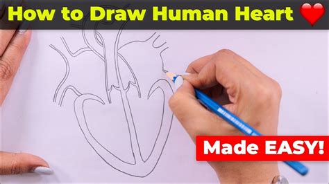 How to Draw Human Heart Easily - YouTube