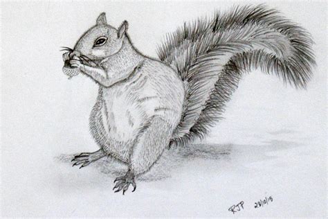 Best Free Squirrel Drawings Sketches For Beginner - Sketch Art and Drawing Images