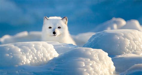 Arctic Fox Fun Facts | Churchill Wild Polar Bear Tours