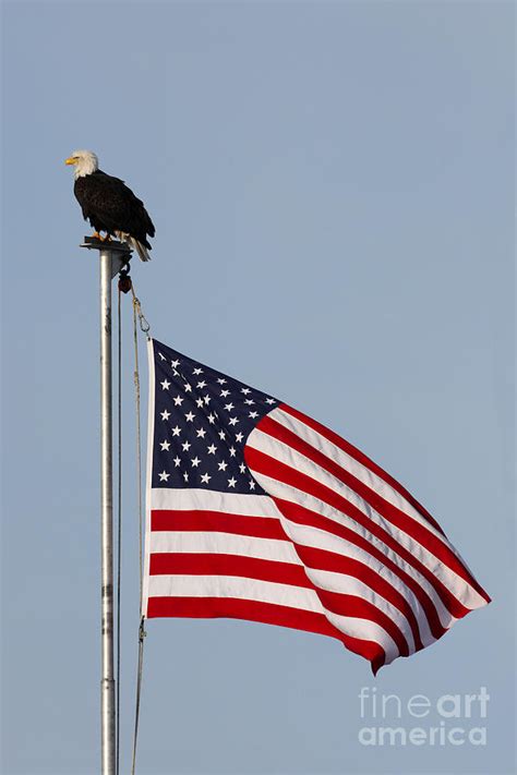 Bald Eagle With American Flag Photograph by Tammy Wolfe