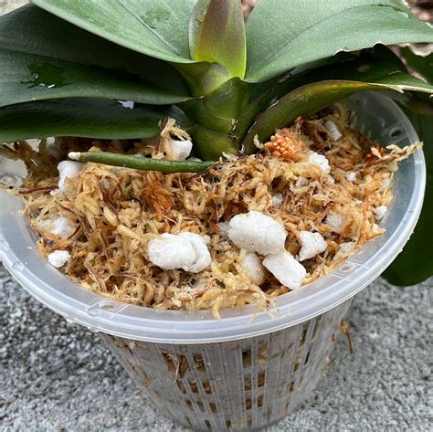 AAA+ New Zealand sphagnum moss mix for orchids – QuarterAcreOrchids