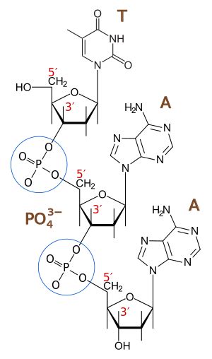 13.10: Phosphoester Formation - Chemistry LibreTexts