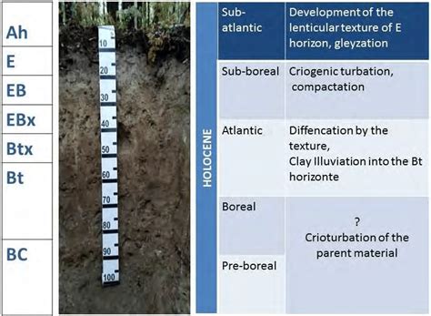 Karelia Luvisol profile and stages of its development in a Holocene... | Download Scientific Diagram