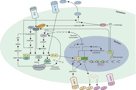 Frontiers | Mechanisms of Cellular Senescence: Cell Cycle Arrest and ...