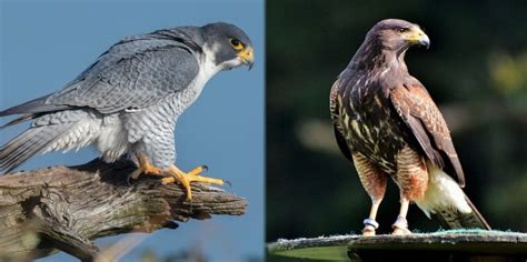 Falcon vs. Hawk: What Are the Differences? - Optics Mag