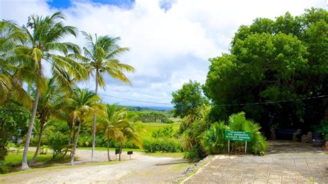 Barbados Wildlife Reserve - Barbados, Attraction | Expedia.com.au