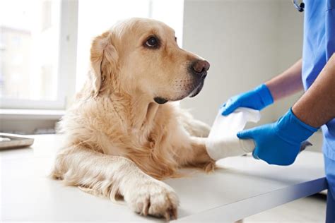 7 Reasons to Call an Emergency Vet | Orlando Vets