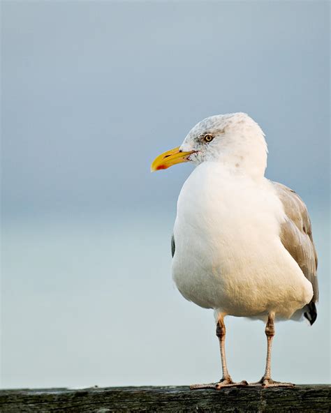 Cape Cod Seagull Photograph by Renee Cline | Fine Art America