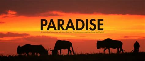 Paradise coldplay album cover - powenaspen