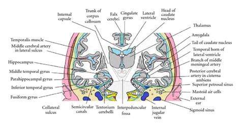 Medial Temporal Lobe Anatomy