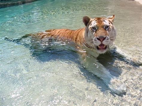 A Walk on the Wild Side of Myrtle Beach – Tigers