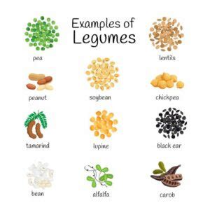 20 Examples of Legumes – HowForKids