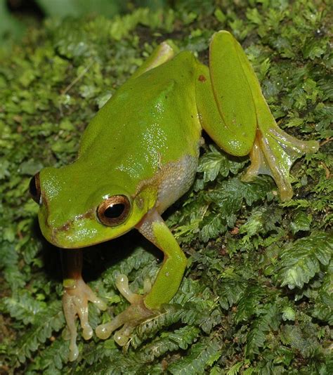 Pearson's green tree frog - Wikipedia