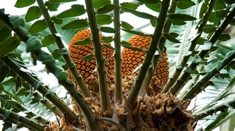 Temperate House | Kew