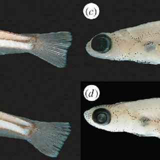 (a) Paedocypris progenetica holotype male, MZB 5998, 8.6 mm; arrow... | Download Scientific Diagram