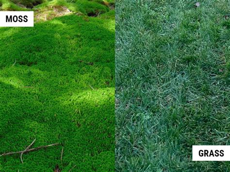 Moss vs Grass: Which One Is Best For a Lawn? – World of Garden Plants