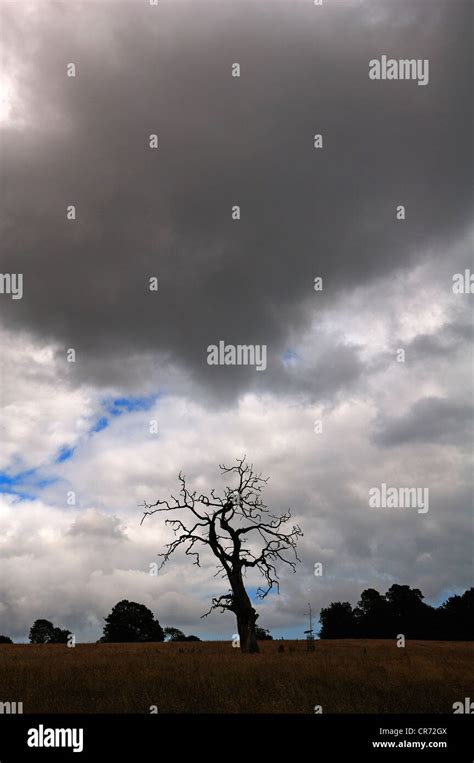 Dead tree with rain clouds in Saltram Park, Plympton, Plymouth, Devon, England, United Kingdom ...