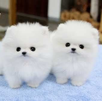 Top 10 Cutest Dog Breeds