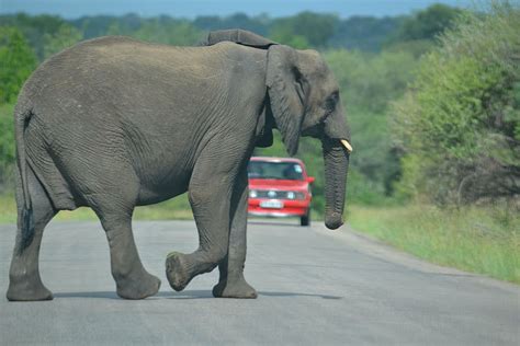 HD wallpaper: elephant crossing the road, south africa, kruger, conservation | Wallpaper Flare