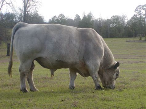 British White Cattle in Southeast Texas - JWest Cattle Company: British ...