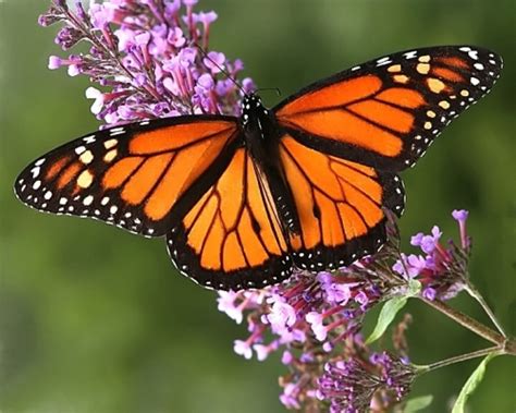 Un placer natural: los Santuarios de la Mariposa Monarca - PULSO PYME