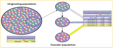 What is genetic drift ? Give its significance in evolution.