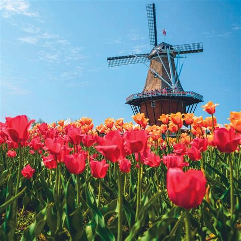 Tulip Time Festival In Holland, Michigan: The Best Things To See And Do | Holland michigan tulip ...