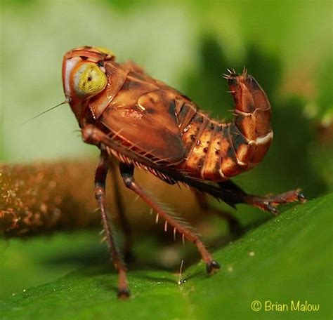 Leafhopper Nymph - Coelidia olitoria | Leafhopper, Nymph, Arachnids