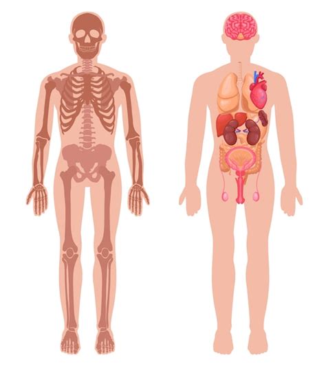 Free Vector | Human Anatomy Set