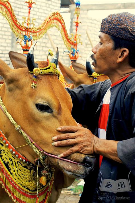 Sapi Madura | INFOGRAFIS LEMBAGA PERS MAHASISWA SPIRIT MAHASISWA