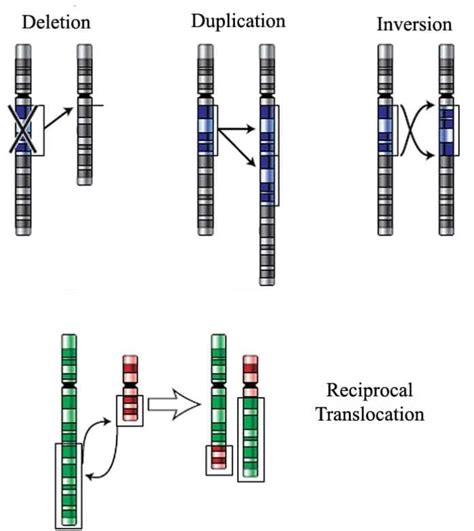 Chromosomal Mutations | Pros & Cons of Mutations | Types | Examples