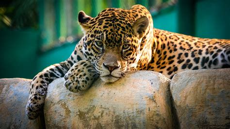 250+ Jaguar HD Wallpapers | Background Images