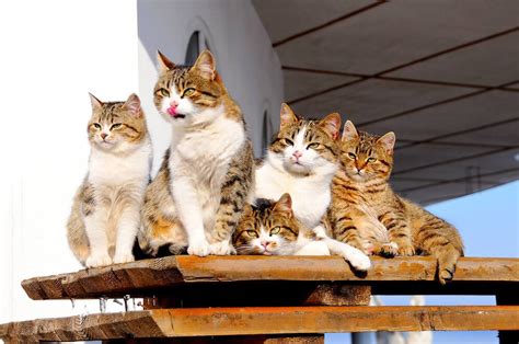 What is a Group of Cats Called? The Origin of Clowder - Veterinarians.org