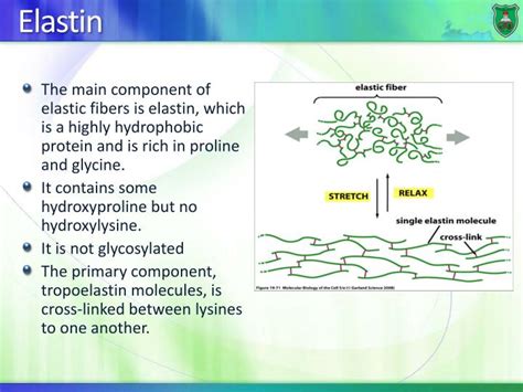 PPT - Structure-function relationship: Fibrous proteins PowerPoint Presentation - ID:2019951