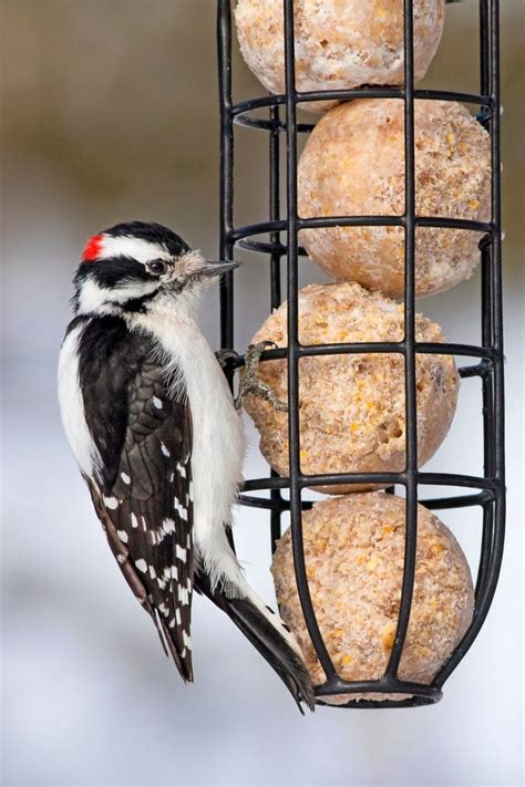 12 Top Winter Bird Feeding Tips - Birds and Blooms