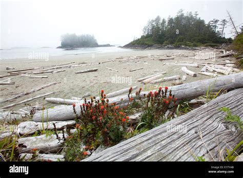 Radar Beaches in Pacific Rim National Park near Tofino British Columbia ...