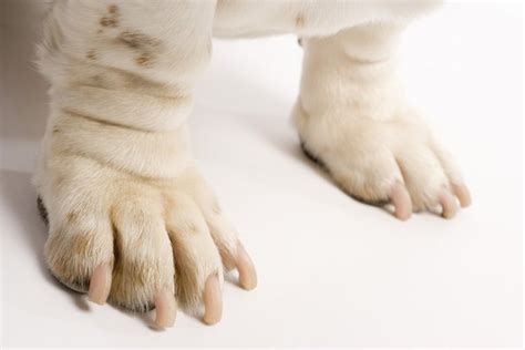 Nail Bed Infection in Dogs - Pets